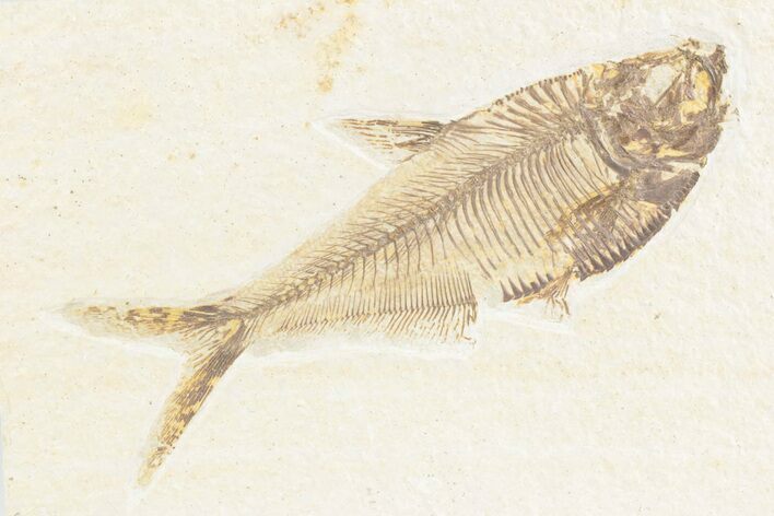 Detailed Fossil Fish (Diplomystus) - Wyoming #361094